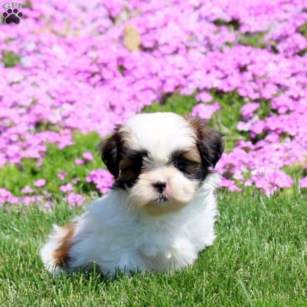Marlo, Shih Tzu Puppy