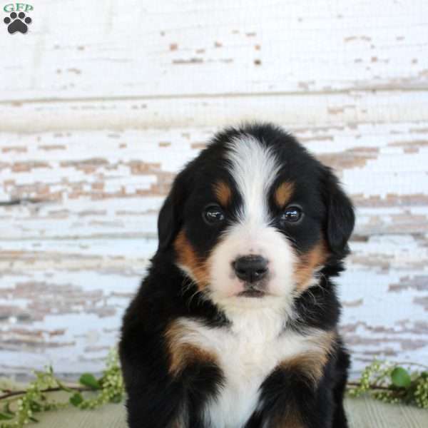 Marnie, Bernese Mountain Dog Puppy