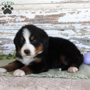 Marnie, Bernese Mountain Dog Puppy