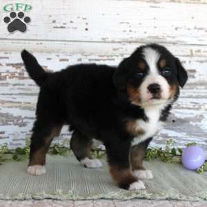 Marnie, Bernese Mountain Dog Puppy