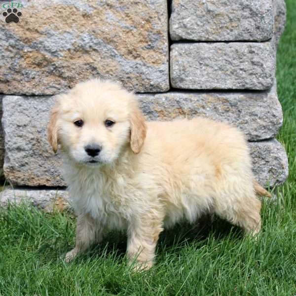 Marshall, Golden Retriever Puppy