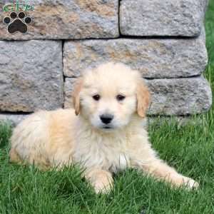 Marshall, Golden Retriever Puppy