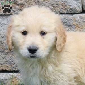 Marshall, Golden Retriever Puppy