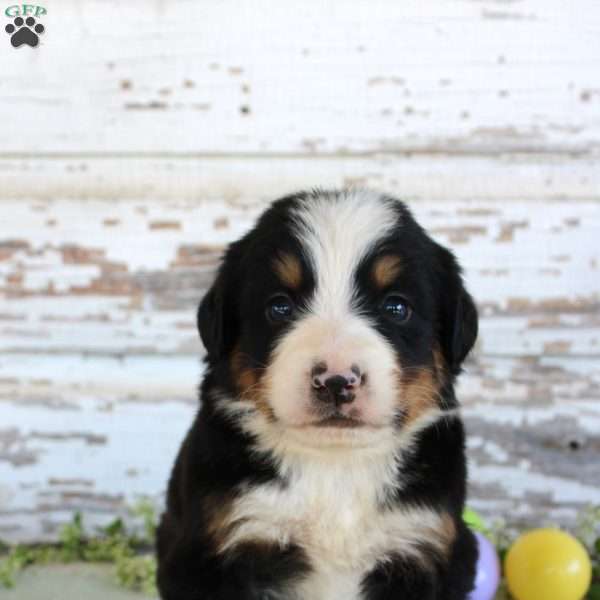 Marshall, Bernese Mountain Dog Puppy