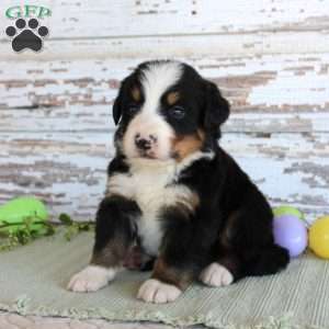Marshall, Bernese Mountain Dog Puppy