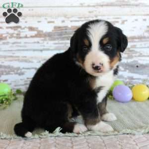 Marshall, Bernese Mountain Dog Puppy