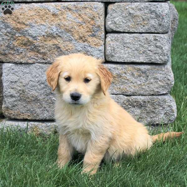 Marshmallow, Golden Retriever Puppy