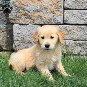 Marshmallow, Golden Retriever Puppy