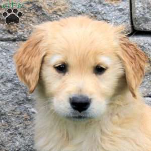 Marshmallow, Golden Retriever Puppy