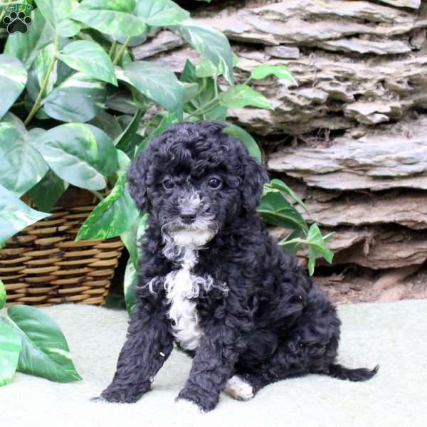 Marty, Miniature Poodle Puppy