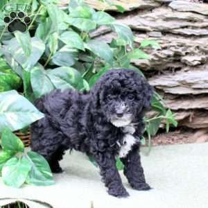 Marty, Miniature Poodle Puppy