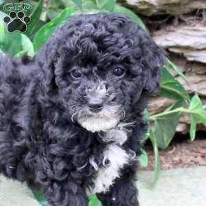 Marty, Miniature Poodle Puppy