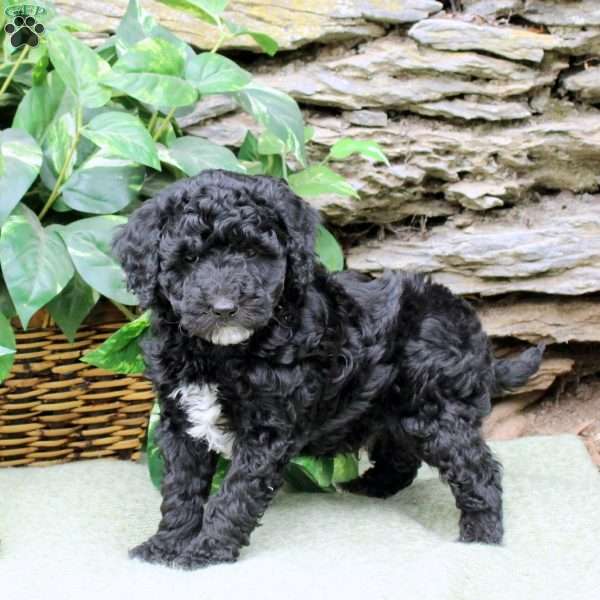 Mason, Miniature Poodle Puppy