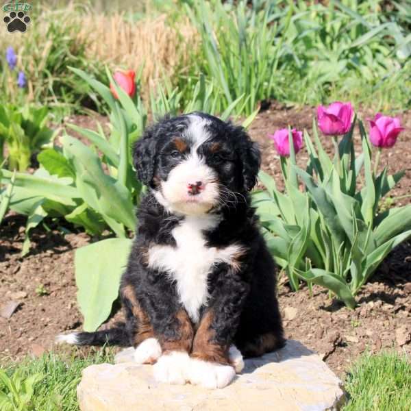 Mason, Mini Bernedoodle Puppy