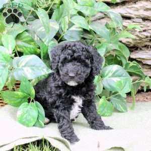 Mason, Miniature Poodle Puppy