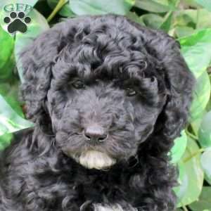 Mason, Miniature Poodle Puppy