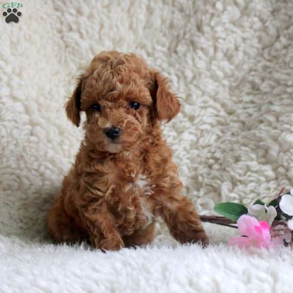 Matt, Toy Poodle Puppy