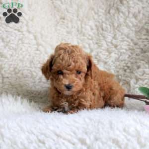 Matt, Toy Poodle Puppy