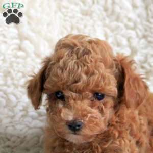 Matt, Toy Poodle Puppy