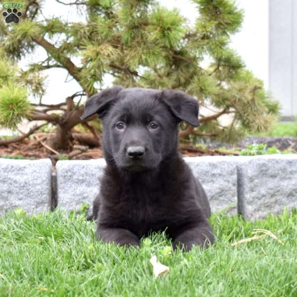 Maverick, German Shepherd Puppy