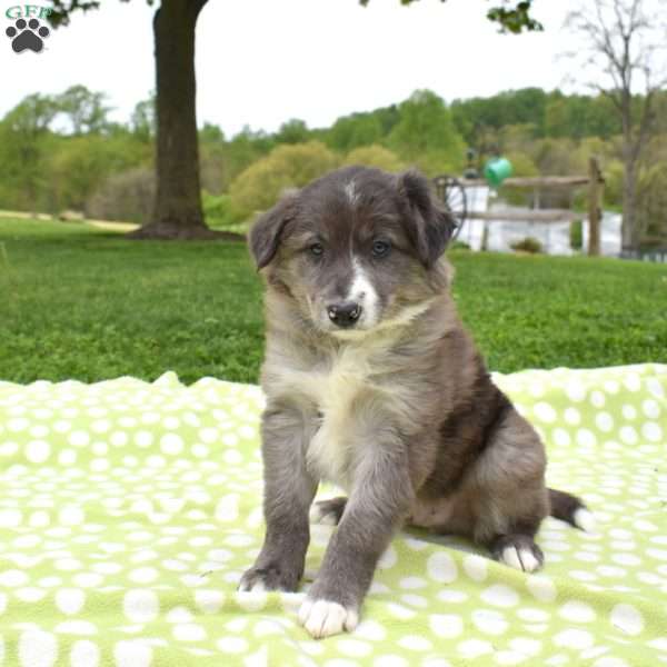 Maverick, Border Collie Puppy