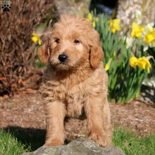 Maverick, Mini Labradoodle Puppy