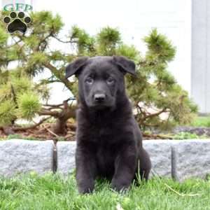Maverick, German Shepherd Puppy
