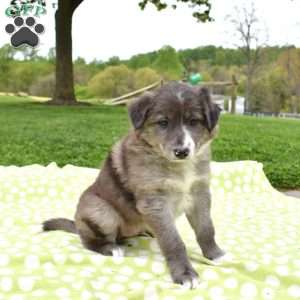 Maverick, Border Collie Puppy