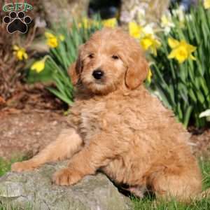 Maverick, Mini Labradoodle Puppy