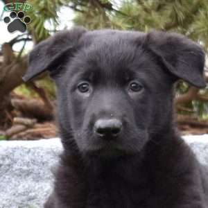 Maverick, German Shepherd Puppy