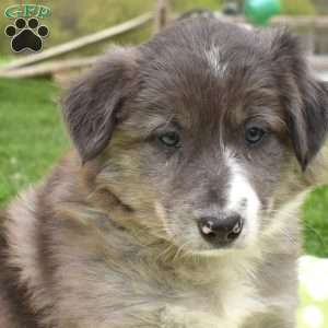 Maverick, Border Collie Puppy