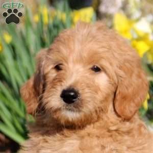 Maverick, Mini Labradoodle Puppy
