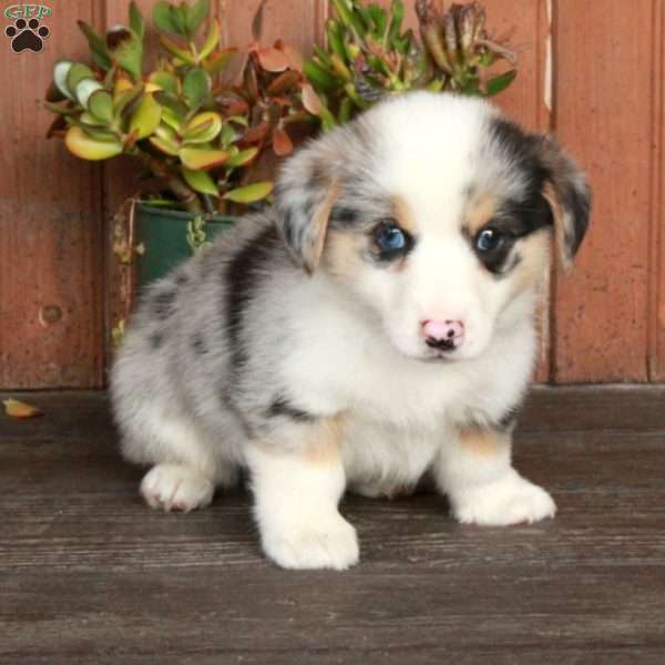 Max, Pembroke Welsh Corgi Puppy