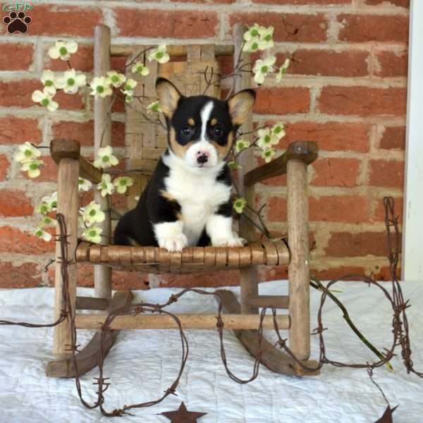 Max, Pembroke Welsh Corgi Puppy