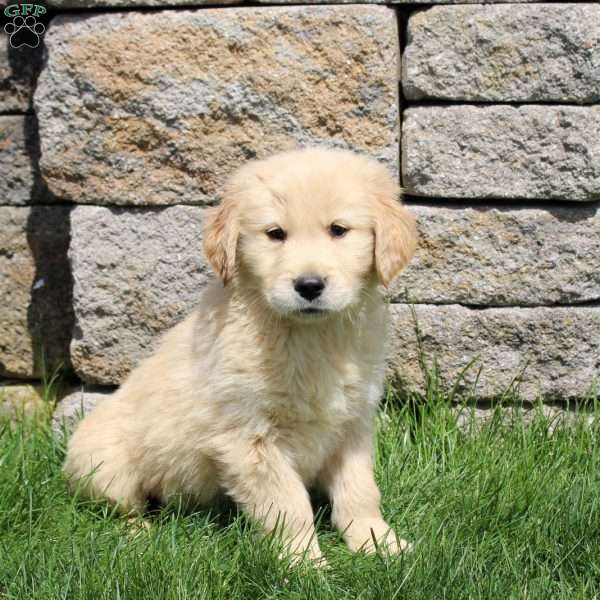 Max, Golden Retriever Puppy