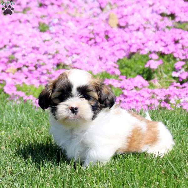 Max, Shih Tzu Puppy