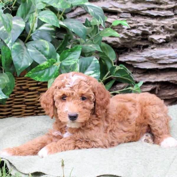 Max, Miniature Poodle Puppy