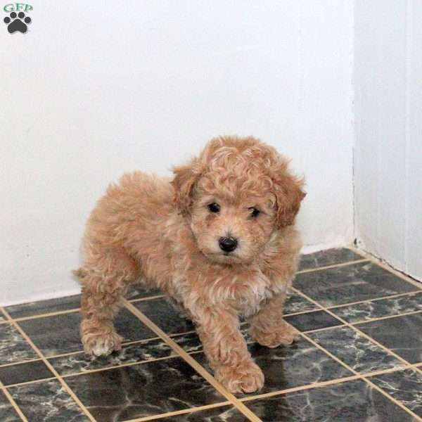 Max, Bich-Poo Puppy