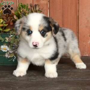 Max, Pembroke Welsh Corgi Puppy