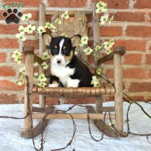 Max, Pembroke Welsh Corgi Puppy