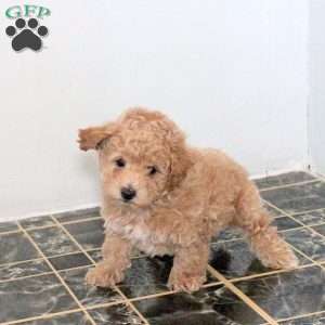 Max, Bich-Poo Puppy