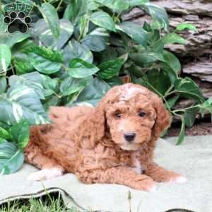 Max, Miniature Poodle Puppy