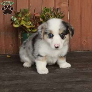 Max, Pembroke Welsh Corgi Puppy