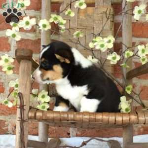 Max, Pembroke Welsh Corgi Puppy