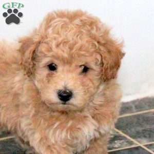 Max, Bich-Poo Puppy