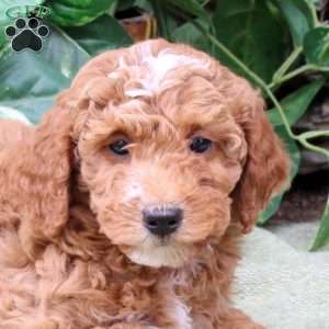 Max, Miniature Poodle Puppy