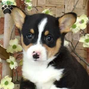 Max, Pembroke Welsh Corgi Puppy