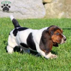 Basset Hound Puppies For Sale In Ohio