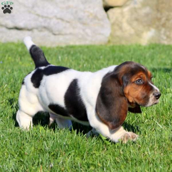Max, Basset Hound Puppy