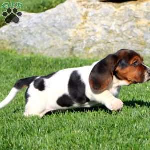 Max, Basset Hound Puppy